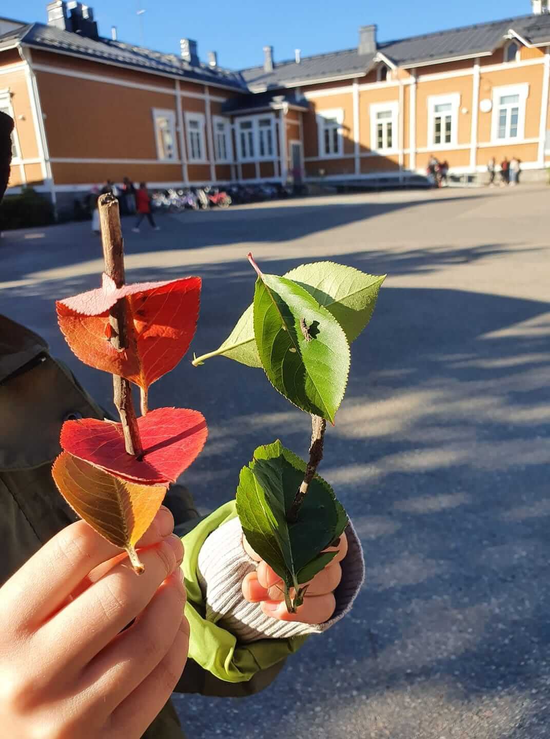 syksyn-lehdet-lehtivene-kuopion-steiner