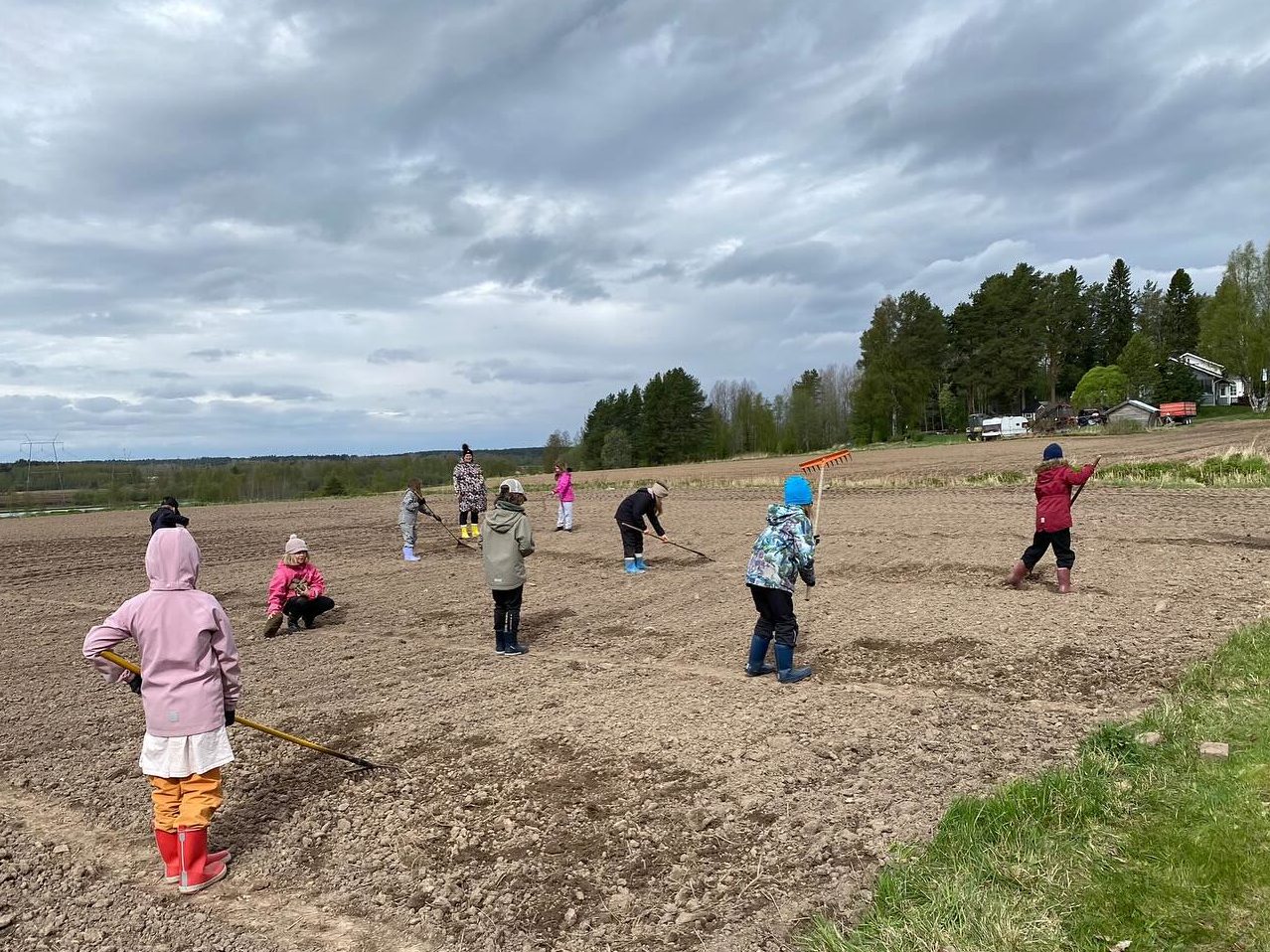Oulun steinerkoulu peltotyöt